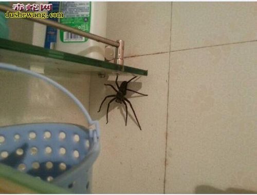 家里有蜘蛛是吉是凶