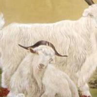 属羊最配的属相:91年属羊的和什么属相最配