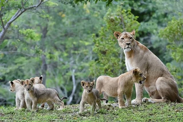 狮王如何对待狮群里自己的女儿?会不会发生近亲繁殖的问题?