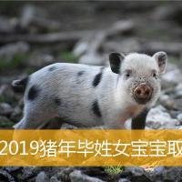 2019猪年毕姓女宝宝取名