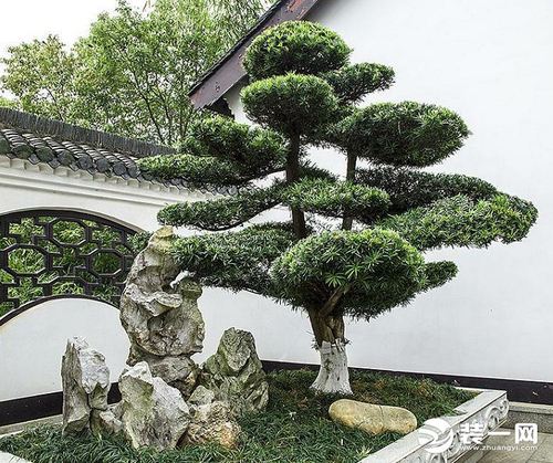 杭州装修:如果你家有个院子 庭院种什么树吉利又美观!