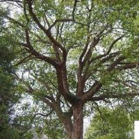 香樟树在家具风水中的功用樟树根的好处与意义樟树风水禁忌
