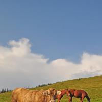 山坡上的牛和马