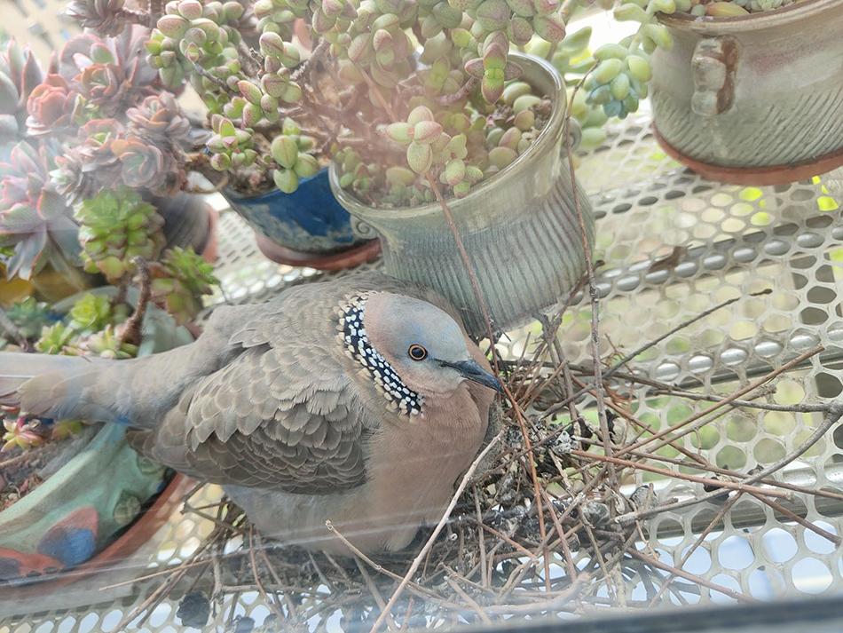珠颈斑鸠在居民楼阳台筑巢孵蛋.网络图