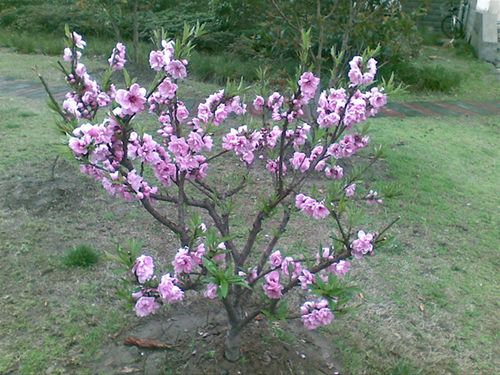 哪些植物可以去除风水中的污 1,桃树   桃树有辟邪化煞之功效