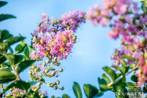 行走在七月夏日的路边遇见淡蓝天空下美丽的紫薇花.
