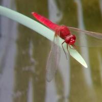 那只红蜻蜓,又悄悄飞过你
