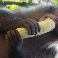 为什么猴子喜欢吃香蕉猴子为什么喜欢吃香蕉