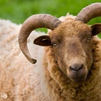 生肖羊:几几年出生的属羊人,一生吉祥如意,一生钱财花不完!