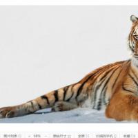 梦见老虎吃人是什么预兆关于老虎的梦境解梦
