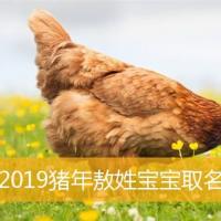 2019猪年敖姓宝宝取名