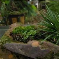 菖蒲盆景的种植和养护技术