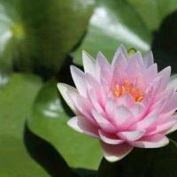 莲花的象征意义 莲花在佛教中的应用