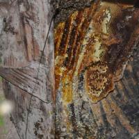 拜访十余位古法养蜂人只为寻找最纯正的古法土蜂蜜