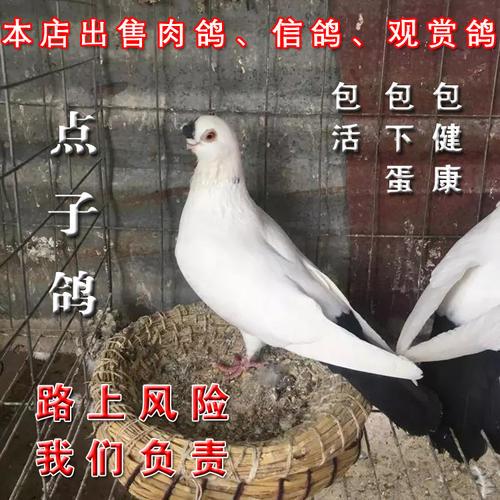 知识 正文鸽友们,,扬州点子鸽,和北京点子鸽,俩个配种下一代好不好