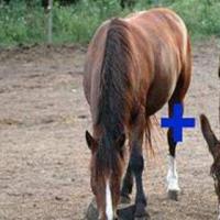 驴和马杂交得到的后代被称之为什么
