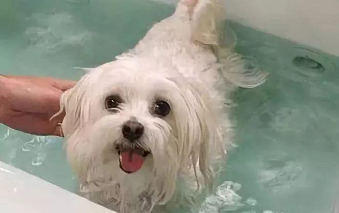 5℃左右,小狗体温约在39-40℃之间,狗狗的洗澡水温最好近似他的体温