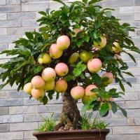 苹果树还能盆栽,家里种一棵既能观赏,还能吃上
