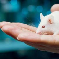 养小白鼠有什么危害吗?它们的寿命有多长?