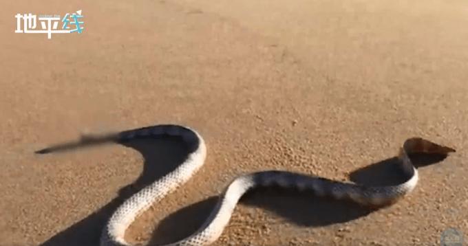 澳大利亚男子沙滩发现一无头蛇身体仍能扭动还想攻击拍摄者