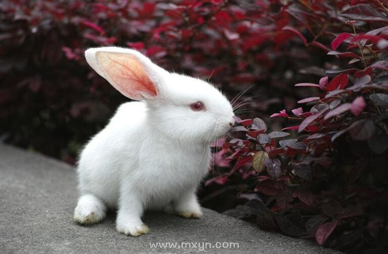 孕妇梦见大白兔是什么意思