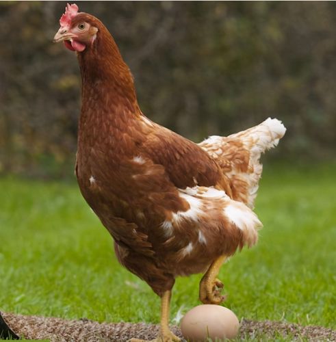 原创没有公鸡母鸡也能下蛋那它存在的意义是什么