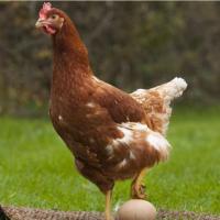 原创没有公鸡母鸡也能下蛋那它存在的意义是什么