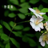 江南9种常见蔷薇属植物辨识