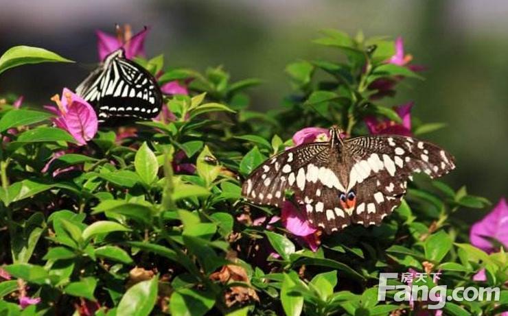 上万只蝴蝶飞来徐州这里,美到令人窒息