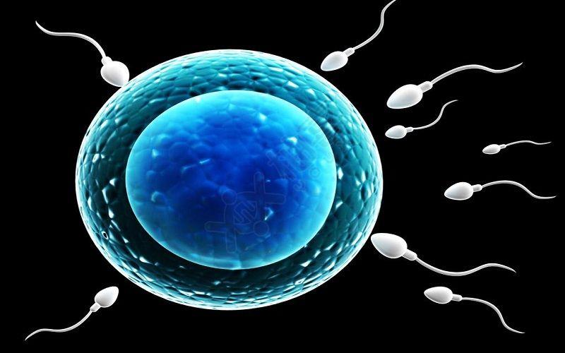 卵子从卵巢上取出后,在体外与精子结合形成受精卵,并在试管内培养成为
