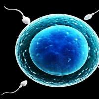 卵子从卵巢上取出后,在体外与精子结合形成受精卵,并在试管内培养成为