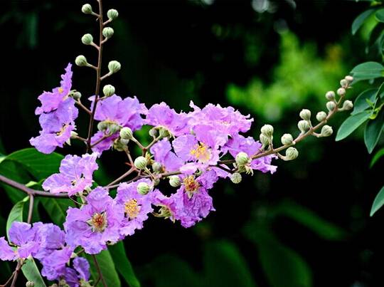 紫薇花是什么样子的.花语是什么?象征什么寓意?