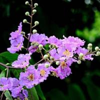 紫薇花是什么样子的.花语是什么?象征什么寓意?
