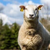 属羊人2019年下半年运势如何 2019属羊下半年运势全解析(最新版)