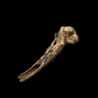 罗蕾塔的骨头分属于《黑暗之魂3》的道具.