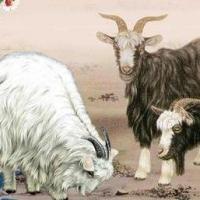 91年属羊男的和什么属相最配1991年属羊的最佳配偶19