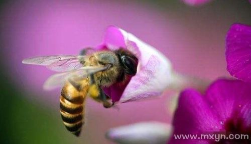 梦到蜜蜂