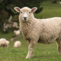 2015年属羊是什么命2015年出生人的命运