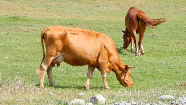 牛和马在草地上吃草