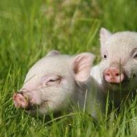 生肖猪:1995年出生的属猪人在2015年的运程