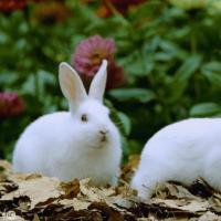 兔年出生的人喜欢和平,安静和惬意的环境.