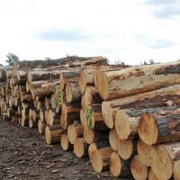 怎样做木材生意为什么木材生意越来越难做