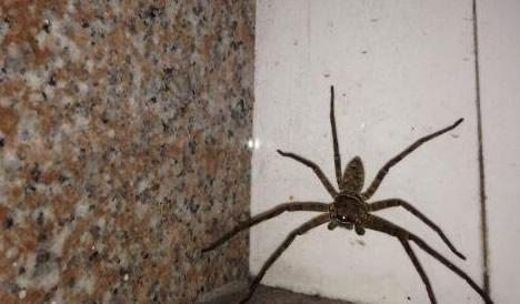 家里有大蜘蛛:意味着什么,大蜘蛛进家里代表什么