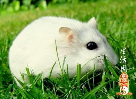 梦见小白鼠周公解梦之梦到小白鼠