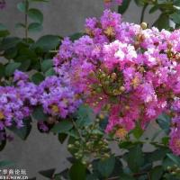 咸阳市市花—紫微花儿真漂亮!