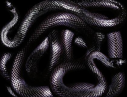 梦见黑蛇代表着什么