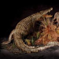 非洲莫桑比克尼罗鳄与河马狩猎