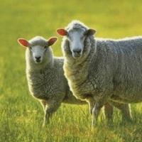 属羊人6月份以及下半年的运势怎么样家有属羊的速看