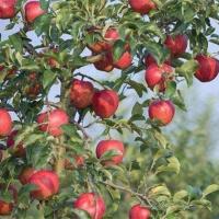 苹果树秋冬季管理技术 - 水果种植 - 黔农网