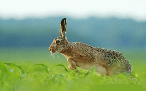 传统文化十二生肖的趣谈,生肖兔的象征意义